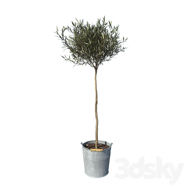 olive tree small 3DSMax File