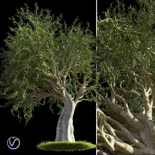 Olive Tree (with grass) 3dsMax Model