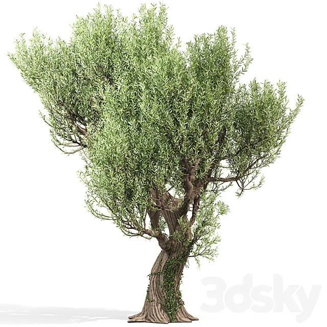 Olive Tree With Vines 3ds Max