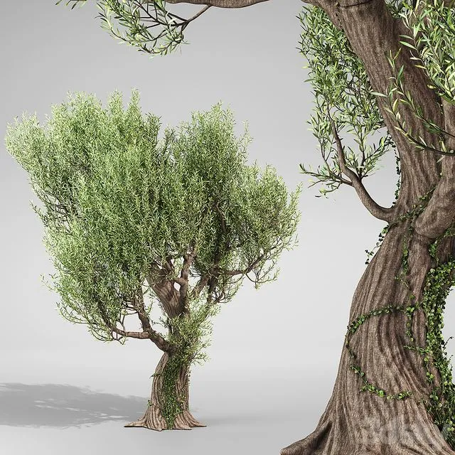 Olive Tree With Vines 3dsMax Model