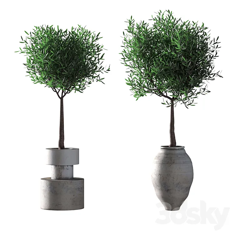 Olive trees. 2 models 3DS Max