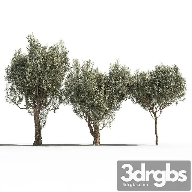 Olive Trees 3 3dsmax Download