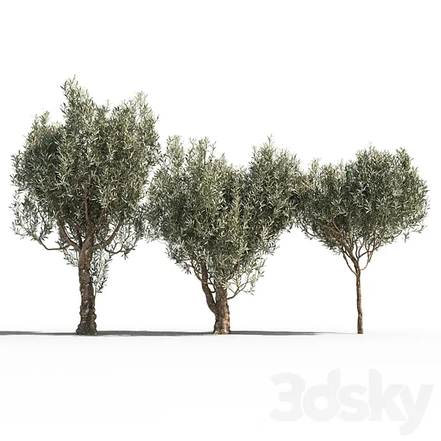 Olive Trees 3 (Olive Trees 3) 3DSMax File