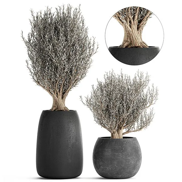 Olive trees in black outdoor pots Set 809 3dsMax Model