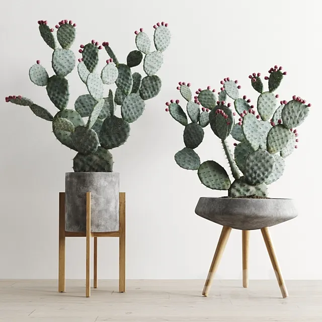 Opuntia In Concrete Planters. Cactus set 1 3DSMax File