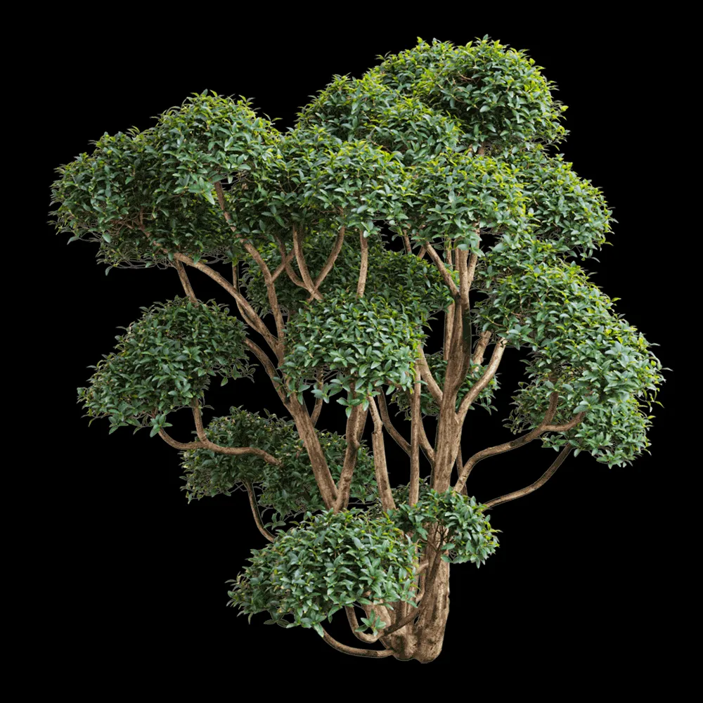 Orac Decor  – Phillyrea latifolia 1 3ds Max