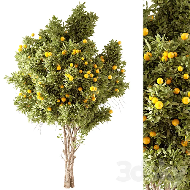 Orange Tree 01 3DS Max Model