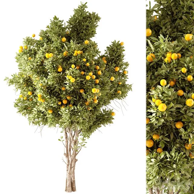 Orange Tree 01 3dsMax Model