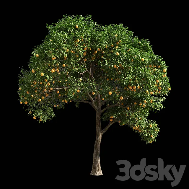 Orange Tree 1 3ds Max