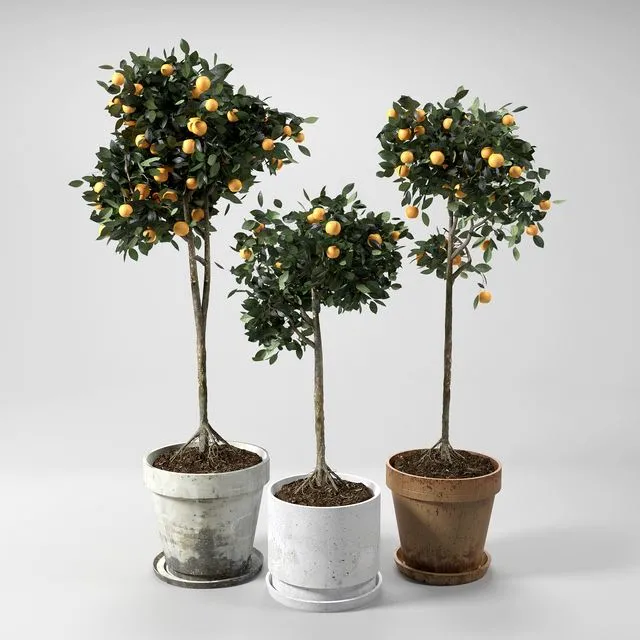 Orange Trees_set_01 3dsMax Model