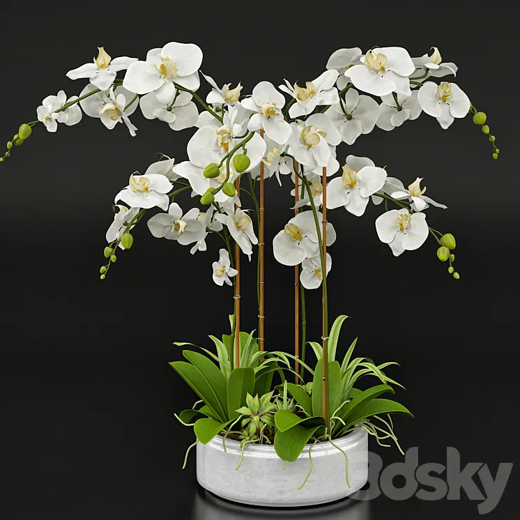 Orchid 13 3DS Max