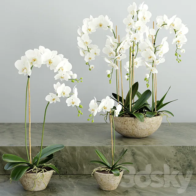 Orchid 2 3DSMax File