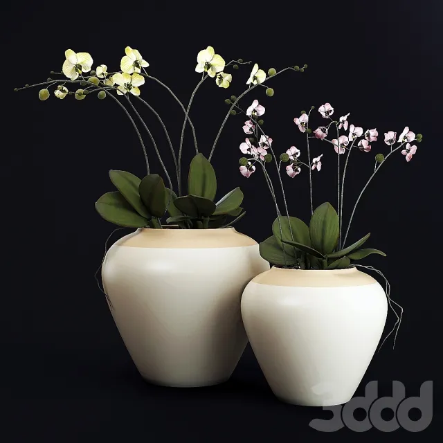 ORCHID (2 pots) 3dsMax Model