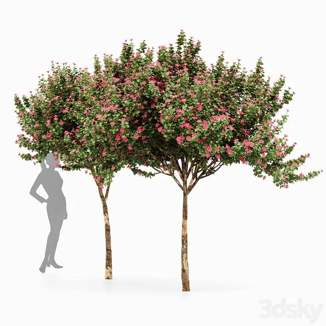 Orchid 2 Trees Fragrant Flower 3dsMax Model