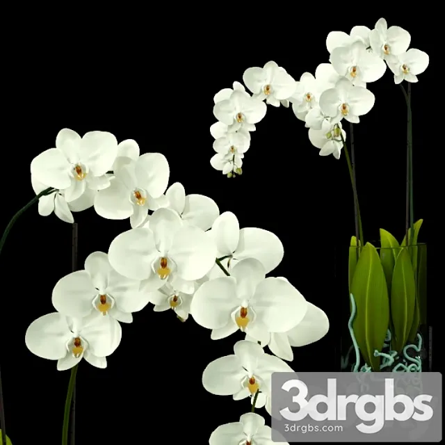 Orchid 3dsmax Download