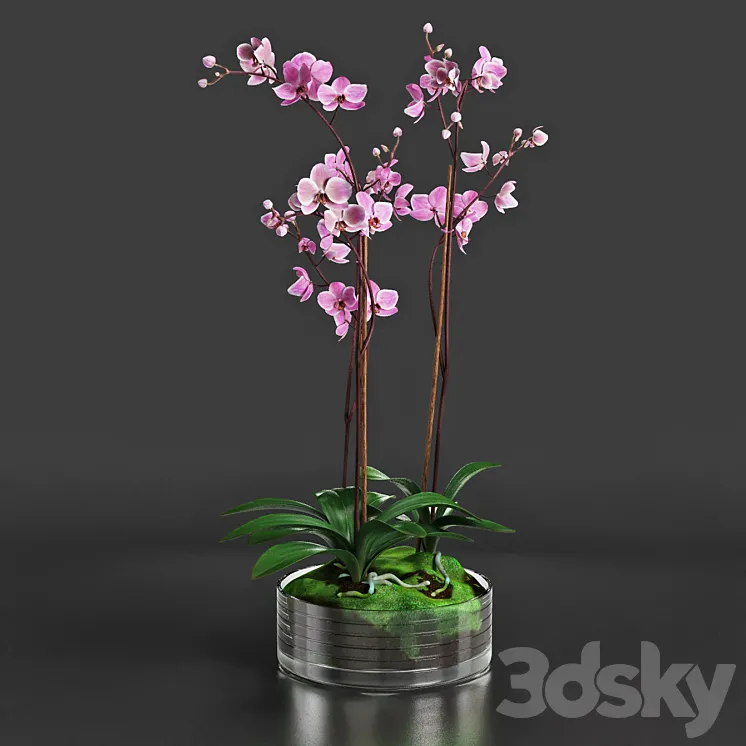 Orchid 3DS Max