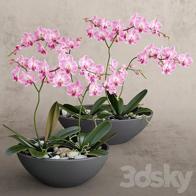 Orchid 3DSMax File