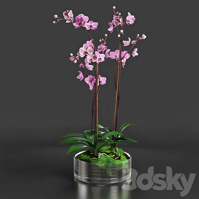 Orchid 3DSMax File