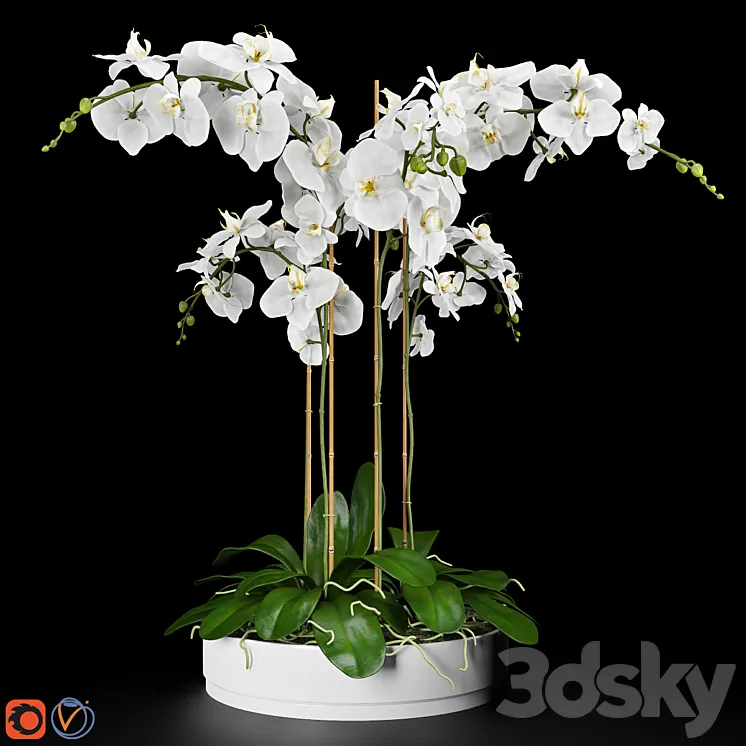 Orchid 5 3DS Max