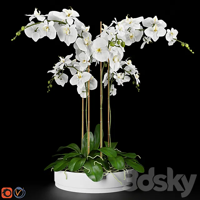 Orchid 5 3DSMax File