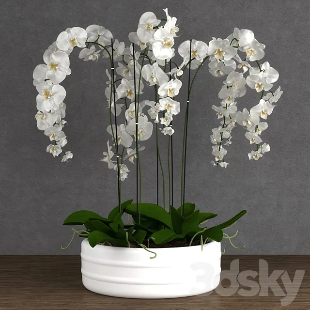 Orchid 6 3ds Max
