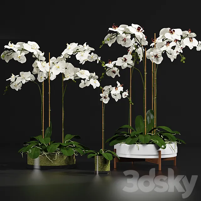 Orchid 9 3DSMax File