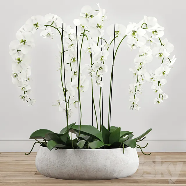 Orchid arrangement 2 3DS Max Model