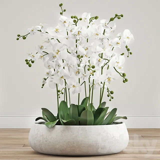 Orchid arrangement 3ds Max