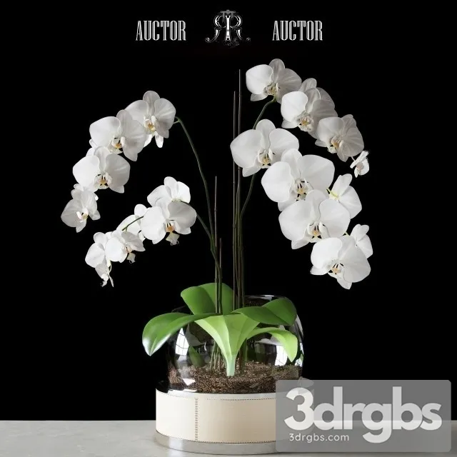 Orchid Art Auctor 3dsmax Download