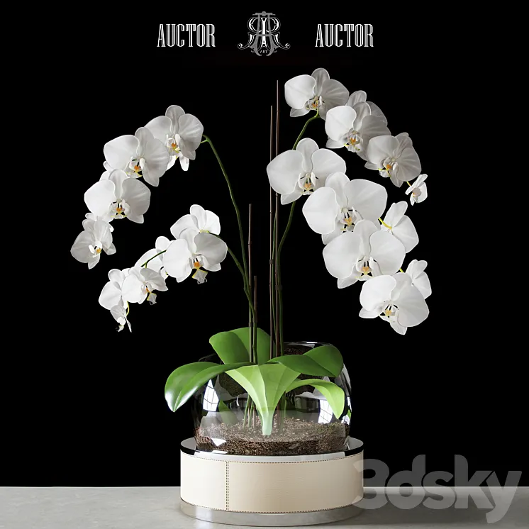 Orchid ART Auctor 3DS Max