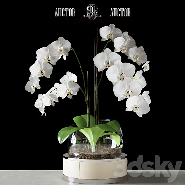 Orchid ART Auctor 3DSMax File