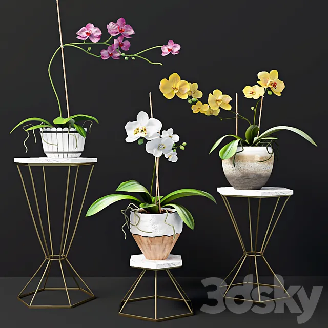 Orchid flowers 3DSMax File