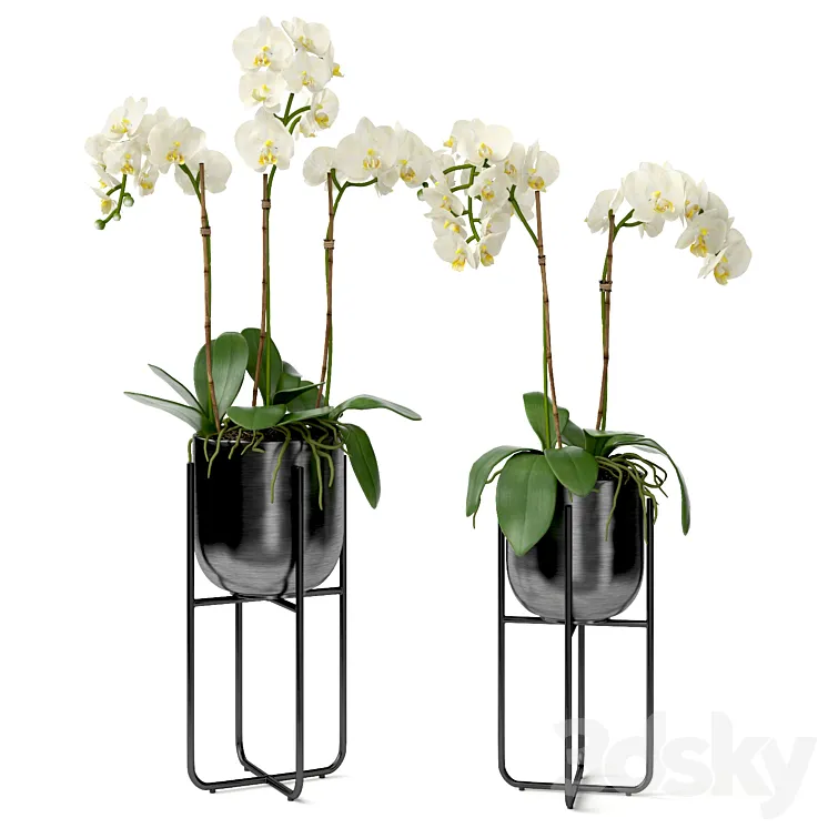 Orchid in a pot 3DS Max Model