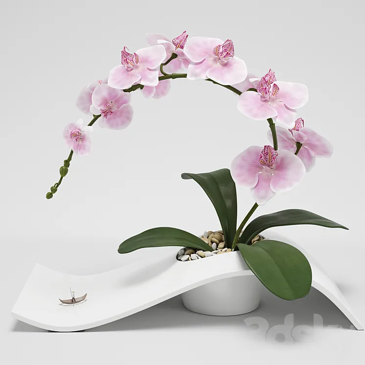 Orchid (phalaenopsis) 3DS Max