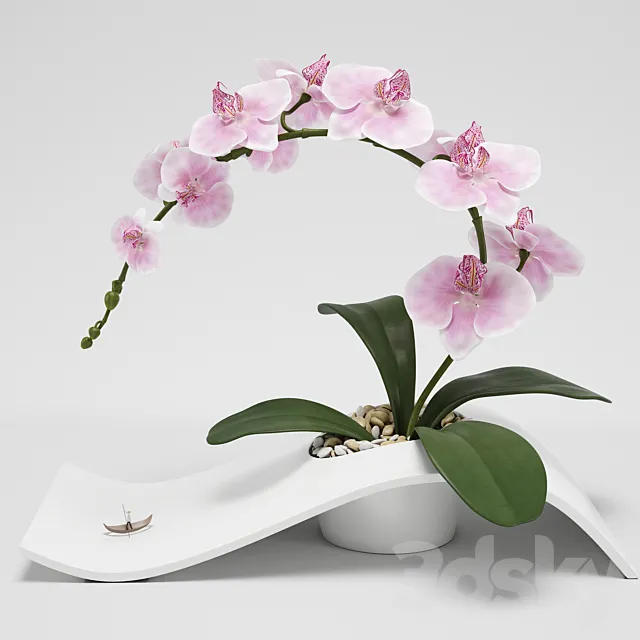 Orchid (phalaenopsis) 3DSMax File