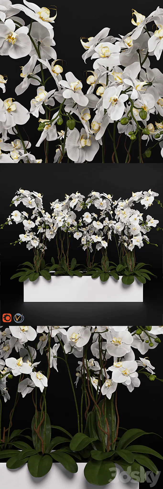 Orchid (phalaenopsis) bouquet 3 3DS Max