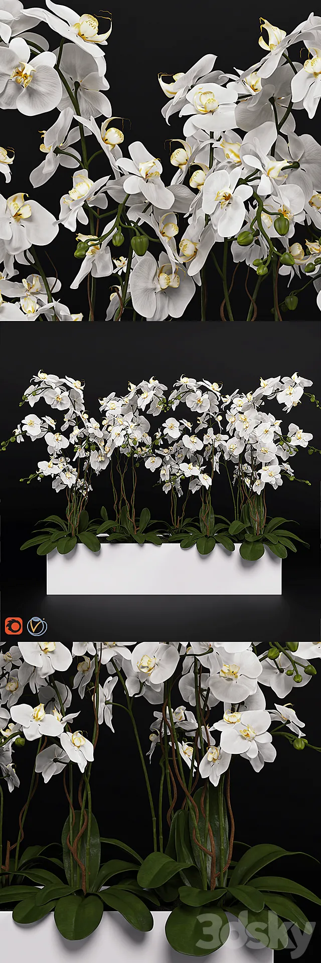 Orchid (phalaenopsis) bouquet 3 3DSMax File