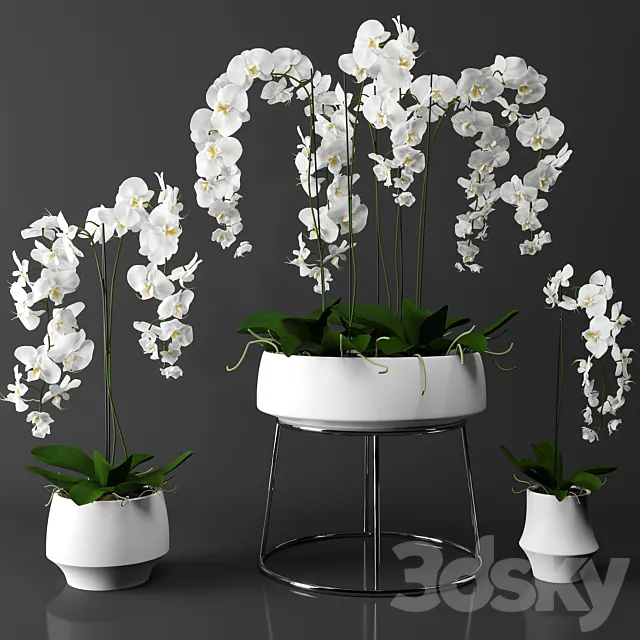 Orchid (phalaenopsis) set 3ds Max