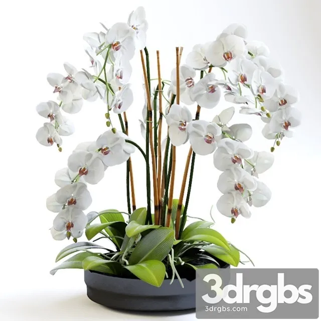 Orchid Plant 2 3dsmax Download