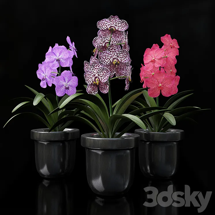 Orchid Vanda 3DS Max