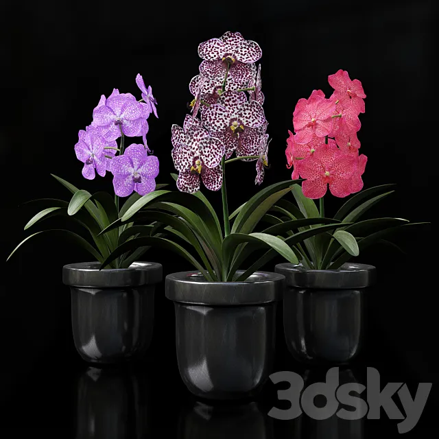 Orchid Vanda 3DSMax File