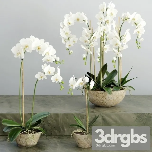 Orchid White Bouquet 3dsmax Download