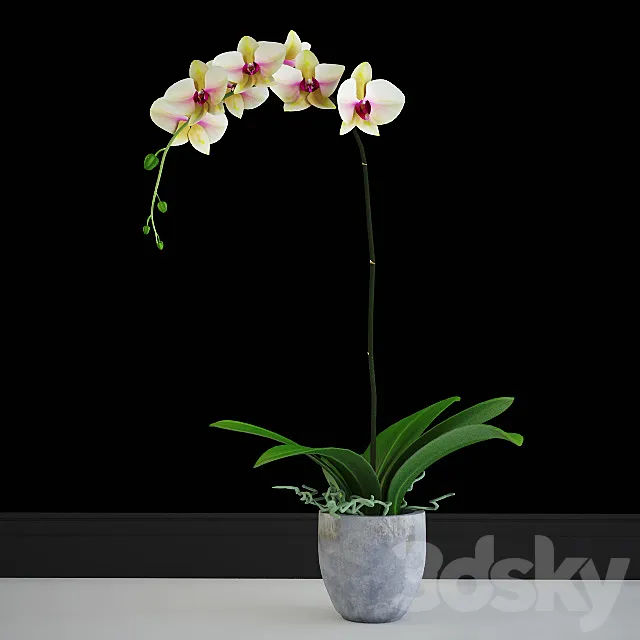 Orchid yellow classic 3ds Max