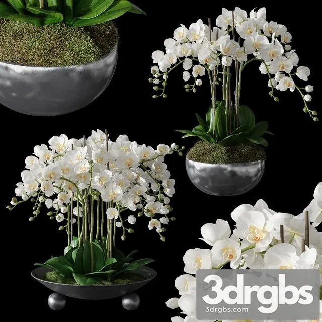 Orchids 1 3dsmax Download