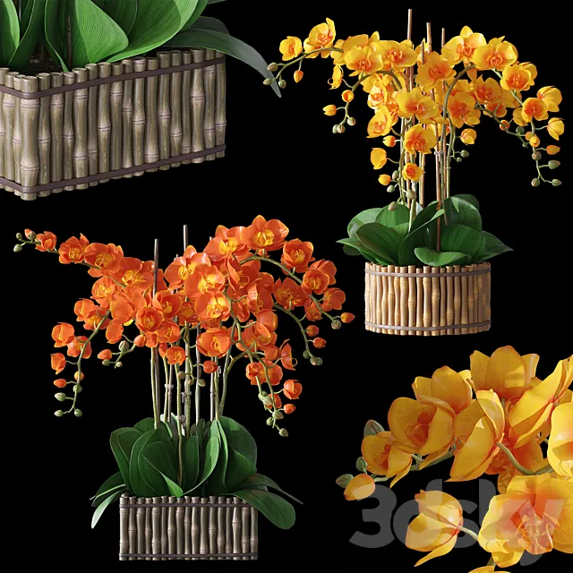 Orchids 3 3DS Max Model