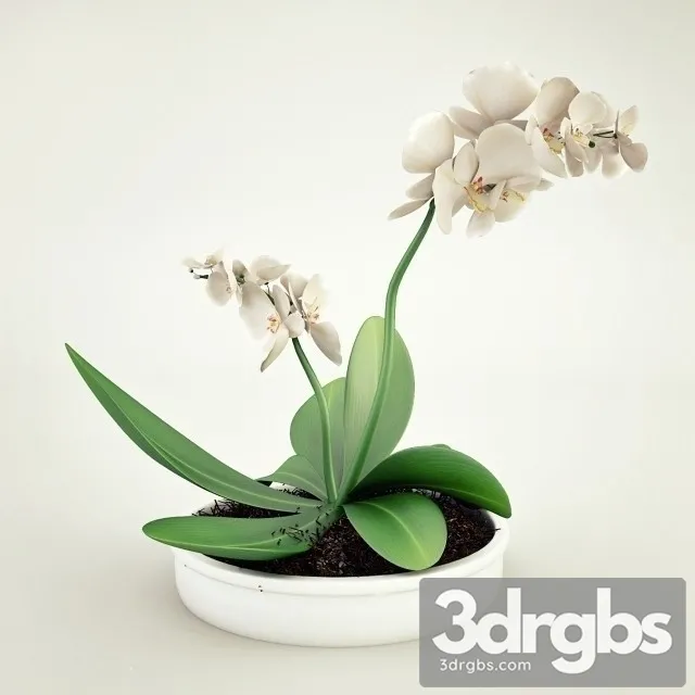 Orhideya Bouquet 2 3dsmax Download