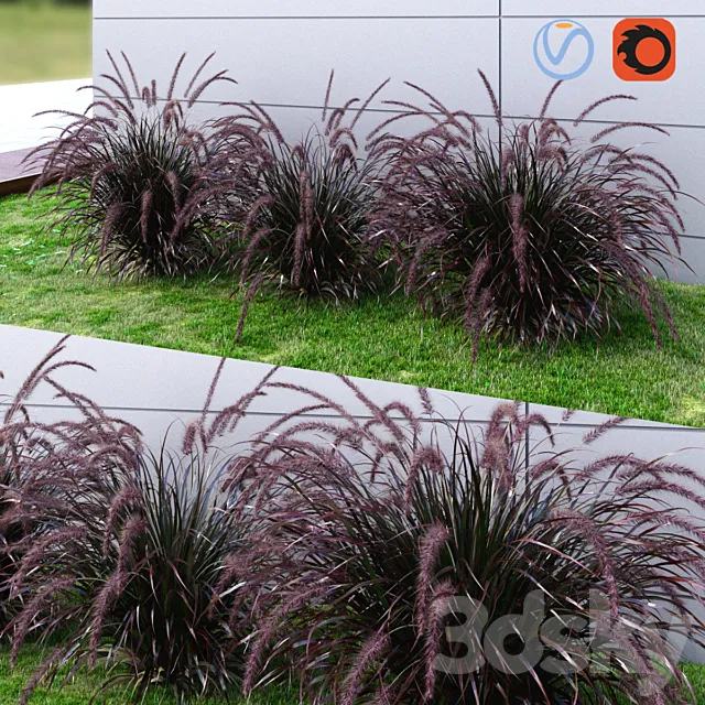 Ornamental grass Fountaingrass purple dark 3ds Max