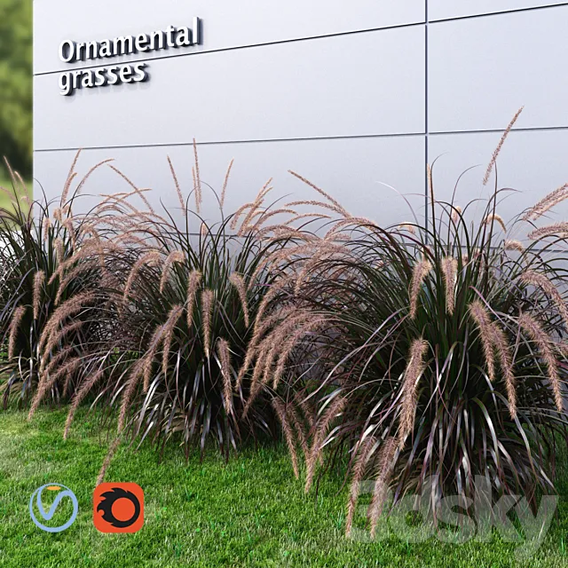 Ornamental grass Fountaingrass purple large 3ds Max