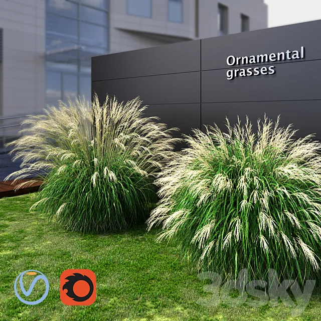 Ornamental grass Miscanthus large 3DS Max Model