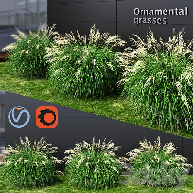 Ornamental grass Miscanthus medium 3ds Max